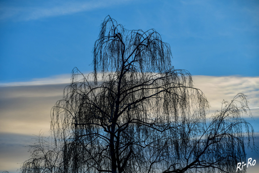 Baumkrone
Baumkronen sind eines der vielfältigsten u. komplexesten Systeme auf unserem Planeten. Sie tragen maßgeblich zur Stabilität u. Gesundheit von Ökosystemen bei. (baumdestages)
Schlüsselwörter: 2026