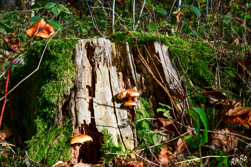 Pilzbefall
Während einige Pilze Bäumen helfen, Nährstoffe aufzunehmen, können andere auf geschwächte Bäume einwirken u. sie noch weiter schädigen. (baumdestages)
Schlüsselwörter: 2025