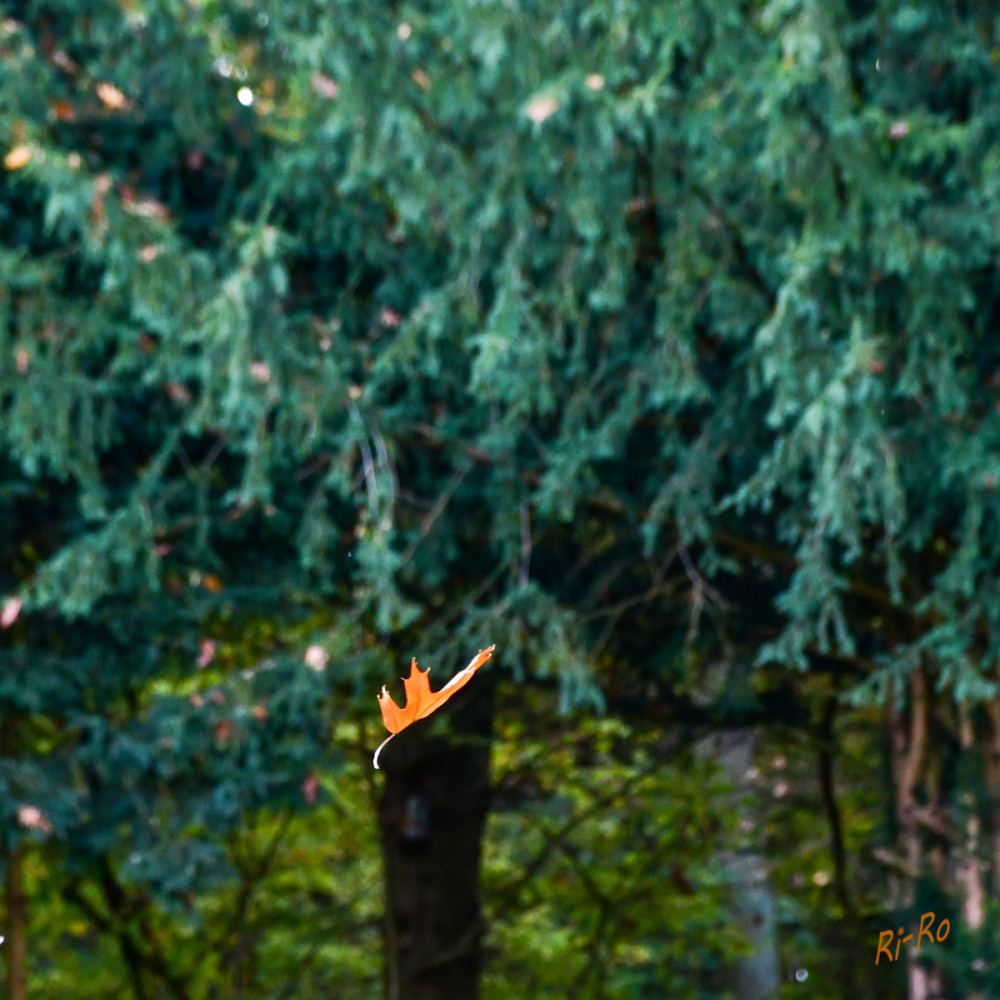 Vom Wind verweht
Das Blatt ist ein bedeutungsvolles Symbol, das üblicherweise für Wachstum, Erneuerung u. den natürlichen Lebenszyklus steht. (symbolopedia)


Schlüsselwörter: 2025