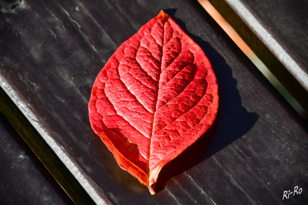 Blatt in Rot
Schlüsselwörter: 2025