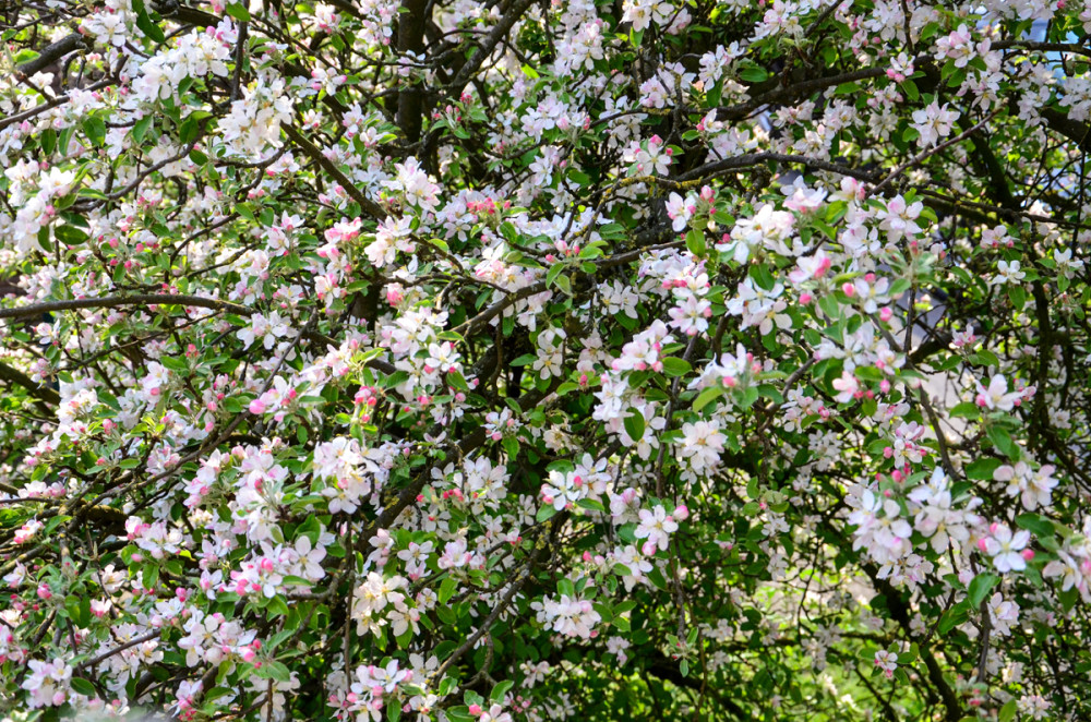 Blütenmeer
Die Apfelblüte ist eine der kritischsten Phasen im Jahreszyklus des Apfelbaums, da sie biologisch über Sein oder Nichtsein der späteren Früchte entscheidet. Die Blütezeit variiert stark nach Sorte, Standort u. Witterungsverlauf. Fast alle Apfelsorten sind selbststeril. (SWR)
Schlüsselwörter: 2026
