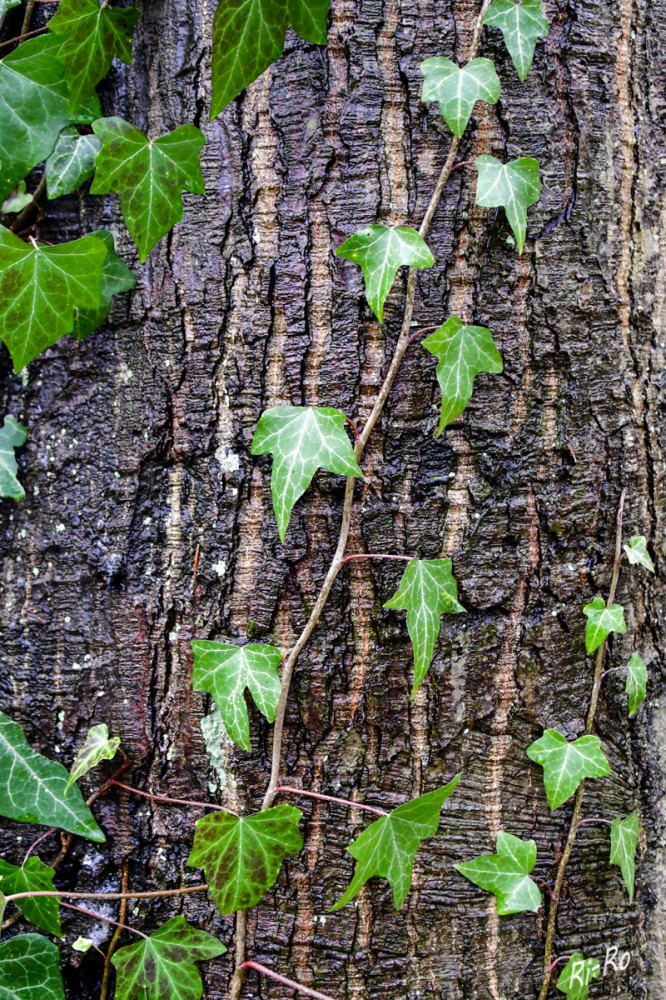 Umschlungen
Efeu ist in der Regel nicht schädlich für Bäume. Wissenschaftliche Studien zeigen, dass Efeu für Bäume keinerlei Bedrohung darstellt u. sogar eine positive Rolle im Biotop spielt. Es wird oft als Kletterhilfe genutzt u. kann sogar die Bäume unterstützen, indem es Nährstoffe u. Feuchtigkeit bereitstellt. (bund-sh.de/ gartenexperte)
Schlüsselwörter: 2026