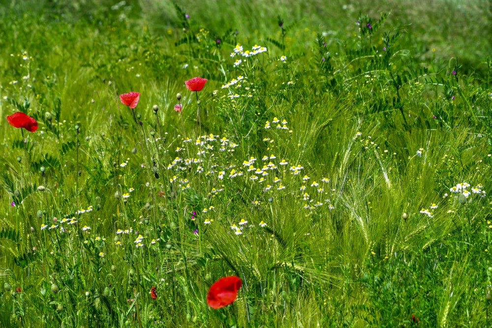 Leuchtende Wildblumen 
die die Schönheit der Natur zur Schau stellen. In der Landwirtschaft spielen sie eine wichtige Rolle indem sie die Biodiversität fördern u. Lebensräume für Bestäuber schaffen. (nabu)
Schlüsselwörter: 2026