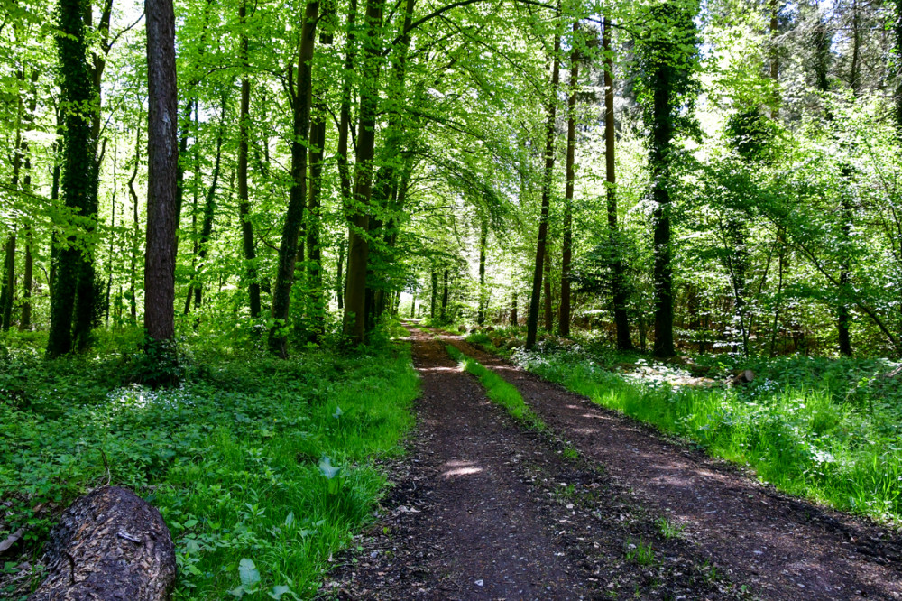 Forstwege
sind die Grundlage für die nachhaltige Bewirtschaftung unserer Wälder. Sie ermöglichen den Zugang für Waldeigentümer, Forstpersonal u. Erholungssuchende in den Wald u. erleichtern die geregelte Abfuhr des Rohstoffes Holz. (waldwissen)
Schlüsselwörter: 2025