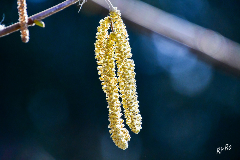 Haselkätzchen
Die Hasel ist einhäusig. Das bedeutet, sie trägt männliche u. weibliche Blüten auf derselben Pflanze, aber an unterschiedlichen Stellen. (naturakademie)


Schlüsselwörter: 2026