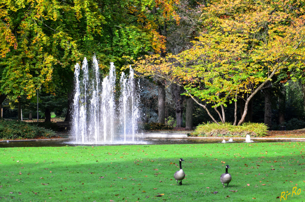 Herbstfarben im Park
Der Park verwandelt sich in ein wahres Farbenmeer. Von leuchtendem Rot über strahlendes Gelb bis hin zu warmem Orange. Herbstfarben machen Spaziergänge zu einem einzigartigen Erlebnis. (goodjobtrekkerde)
Schlüsselwörter: 2025