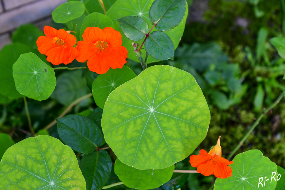 Kapuzinerkresse
blüht oft bis in den Herbst hinein. Dann ist sie besonders wertvoll, da ihre Blüten, Blätter u. Samen voller Schärfe, Vitamine u. wertvoller Pflanzenstoffe sind. (Ökotest)
Schlüsselwörter: 2026