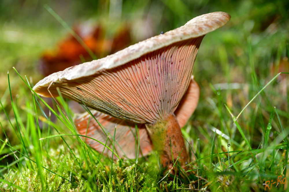 Wunderwerk Pilz
es gibt ihn schon seit der unteren Kreidezeit, lange bevor sich der Mensch auf diesem Planeten entwickelte. Heutzutage sind Pilze aufgrund ihrer zahlreichen Vorzüge der aufstrebende Star. (healthier-human.com)
Schlüsselwörter: 2025