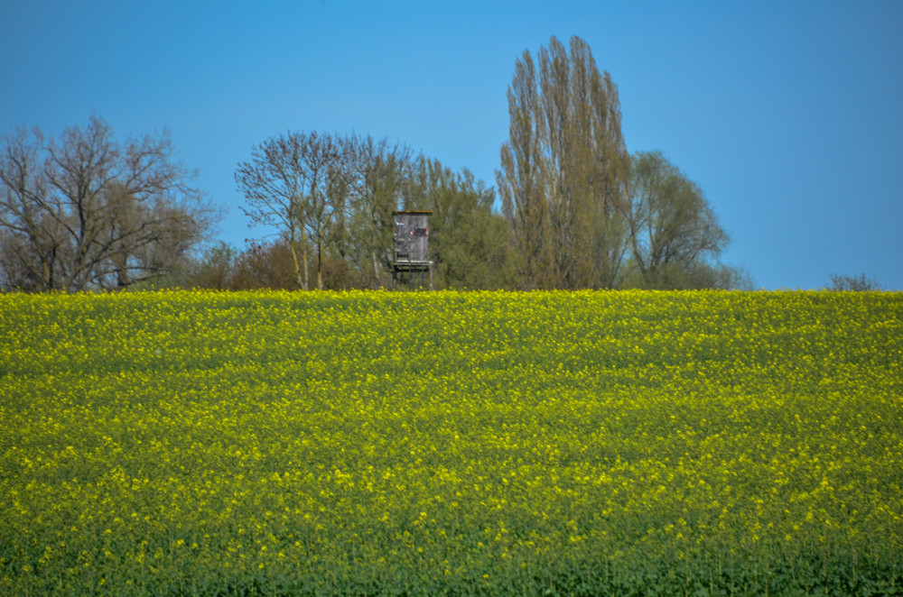 Rapsfeld
Auf den Äckern hat die Rapsblüte begonnen, wodurch die Felder in Sonnengelb leuchten. Raps ist eine der wichtigsten Ölsaaten weltweit. (baywa)
Schlüsselwörter: 2026