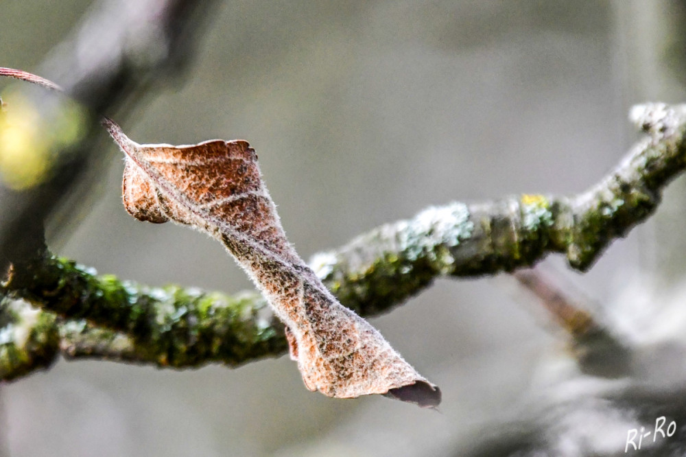 Braunes Blatt
Raureif ist ein lockerer weißer, kristalliner Überzug, der sich bei windstillem Frostwetter bildet. (Duden)
Schlüsselwörter: 2026