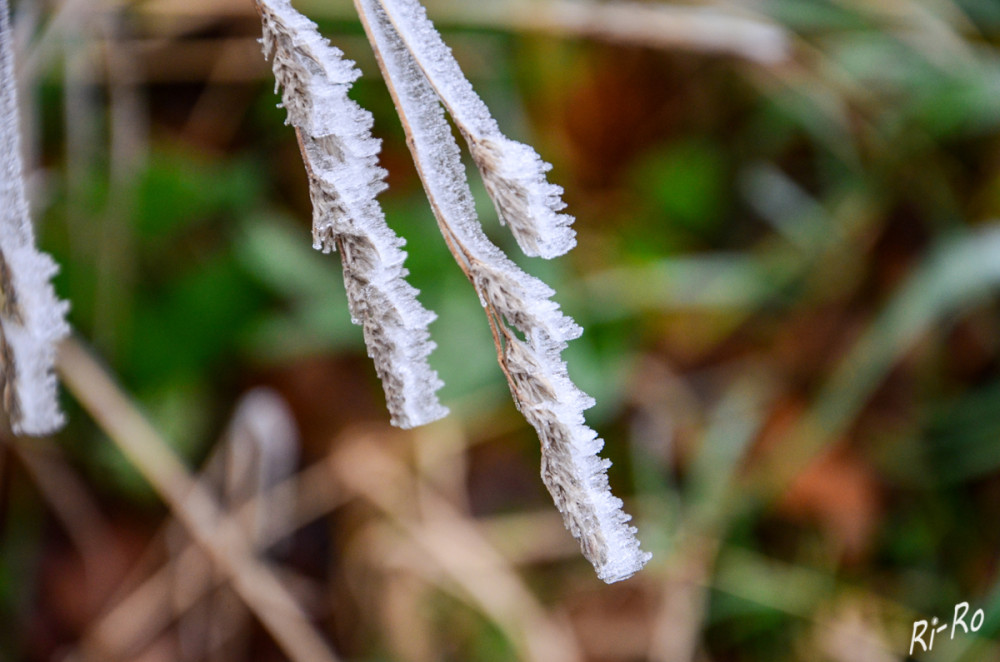 Zweige 
Raureif entsteht durch Resublimation von Wasserdampf u. bildet sich bei sehr niedrigen Temperaturen u. hoher Luftfeuchtigkeit auf Pflanzen, was zu einer beeindruckenden, kristallinen Struktur führt. (wikipedia)
Schlüsselwörter: 2025