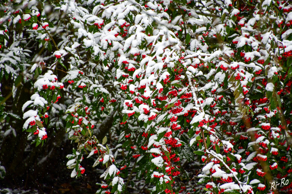 Beeren mit Schnee
Unter der Schneedecke entsteht eine eigene Welt, geschützt vor eisigen Temperaturen u. Wind. (naturadb)
Schlüsselwörter: 2026