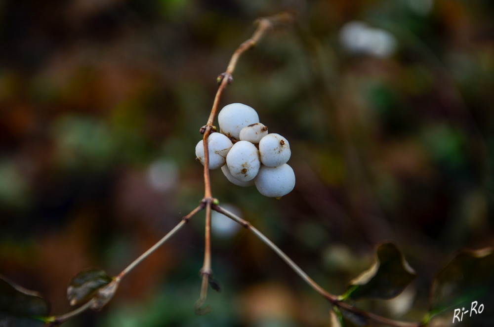 Gewöhnliche Schneebeere
sie ist ein winterkahler Strauch. Die Früchte sind weiß, fast kugelrund, schwammig-saftig u. haben einen Durchmesser von 10 bis 15 mm. Diese verbleiben bis in den Winter hinein an den Sträuchern. Wegen des Geräusches, das die Früchte beim Zerdrücken erzeugen, werden sie auch Knallerbsen genannt. (wikipedia)


Schlüsselwörter: 2025