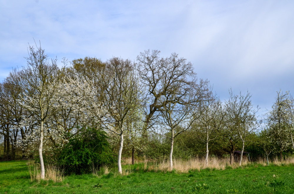 Streuobstwiesen
sind Grünlandflächen mit verstreuten Obstbäumen, die viele Tier- u. Pflanzenarten beherbergen. Häufig bestehen wertvolle ökologische Wechselbeziehungen zwischen Obst- u. Grünlandbestand. (landwirtschaftskammer)
Schlüsselwörter: 2026