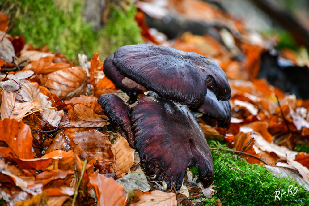 Pilze
Die faszinierende Welt der Pilze birgt nicht nur kulinarische Genüsse, sondern auch eine gewisse Vergänglichkeit. Alt, faulig, verrottet der Zersetzung anheim gefallen. Andere wiederum schieben noch letzte Fruchtkörper nach, ein allerletzter Versuch, die eigene Art zu verbreiten. (pilzforum)
Schlüsselwörter: 2025
