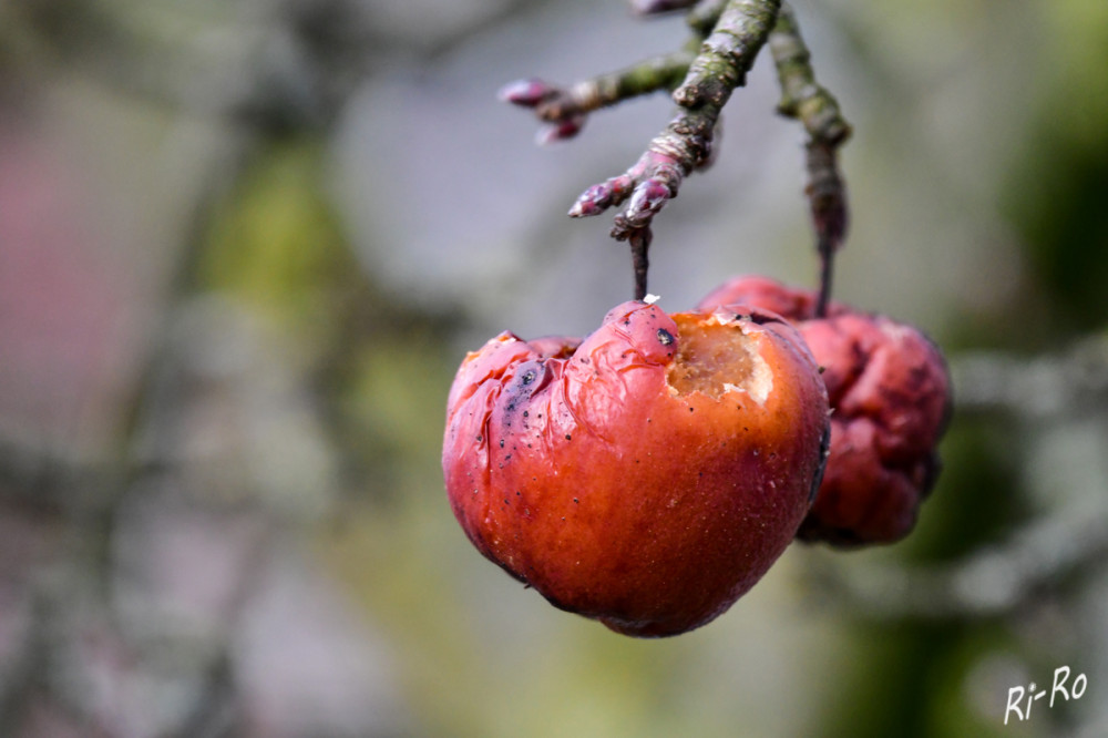 Vogelfutter am Baum
Winteräpfel sind eine beliebte Wahl für das Füttern von Vögeln. Besonders im Winter, wenn natürliche Nahrungsquellen knapp sind. Sie bieten Energie durch Fruchtzucker u. decken den Flüssigkeitsbedarf. (mdr)
Schlüsselwörter: 2026