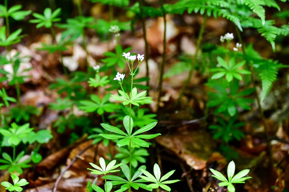 Waldmeister
finden Sie im Wald. Typischerweise erreicht er eine Höhe von 10 bis 30 cm. Waldmeister ist sehr gut geeignet, um Stechmücken fernzuhalten u. sorgt gleichzeitig mit seinem schönen Duft für eine gute Atmosphäre. (br.de)
Schlüsselwörter: 2026