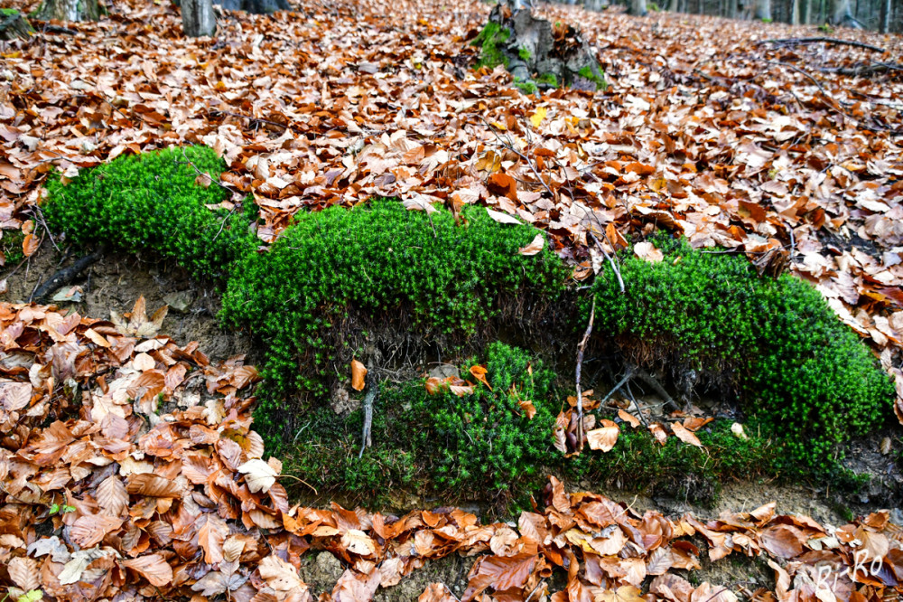 Waldmoos
wird unter anderem auch Platten-, Grün-, Lappen oder Flachmoos genannt u. ist als Naturprodukt sehr beliebt. Moose besitzen keine Wurzeln, sondern Zellfäden (Rhizoide) u. werden deshalb nur wenige Zentimeter hoch. Denn die Rhizoide dienen nicht der Leitung von Wasser, sondern haben eine reine Haltungsfunktion. (nature-parts/ garten-treffpunkt)
Schlüsselwörter: 2025