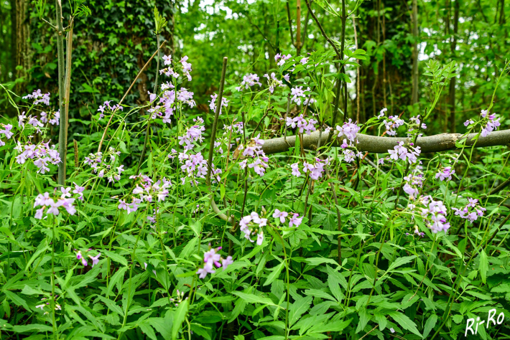Waldblumen
Hohler Lerchensporn gehört zu den auffälligsten Waldblumen. Seine Blüten ragen über die Blätter hinaus. Da Lerchensporn weiß oder zartlila blüht, ergibt sich ein bunter Teppich. (NDR)
Schlüsselwörter: 2025