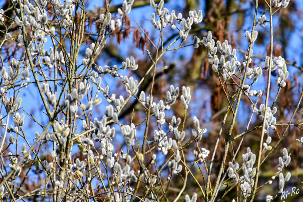 Weidenkätzchen
Typisch für die Weiden sind ihre Früchte, die Weidenkätzchen. Sie sind in der Regel sehr flauschig. Weltweit gibt es etwa 500 Arten. Sie sind eine wichtige Nahrungsquelle für Schmetterlinge u. Bienen. (baumwissen)
Schlüsselwörter: 2026