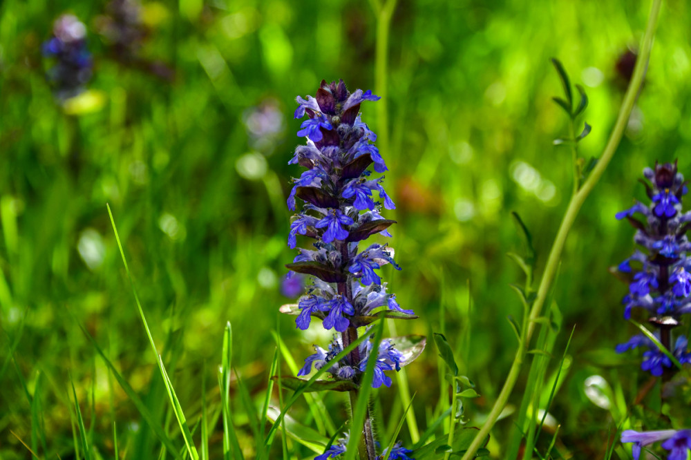Wiesensalbei
Aus Bauerngärten ist der Wiesensalbei nicht wegzudenken. Ebenso gut machen sich kleine Gruppen davon in Rabatten u. Blumenbeeten in Kombination mit anderen Wildstauden. Nicht nur der Mensch riecht den Wiesensalbei schon von weiten. Seine ätherischen Öle halten die meisten Schädlinge fern. (naturadb)
Schlüsselwörter: 2026
