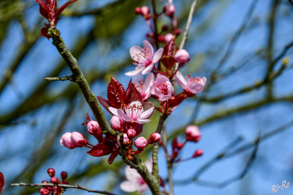 Zierapfelzweige
begeistern mit ihrer Blütenpacht im Frühjahr. Die Blüten erscheinen oft vor dem Laubaustrieb. (ndr)
Schlüsselwörter: 2026