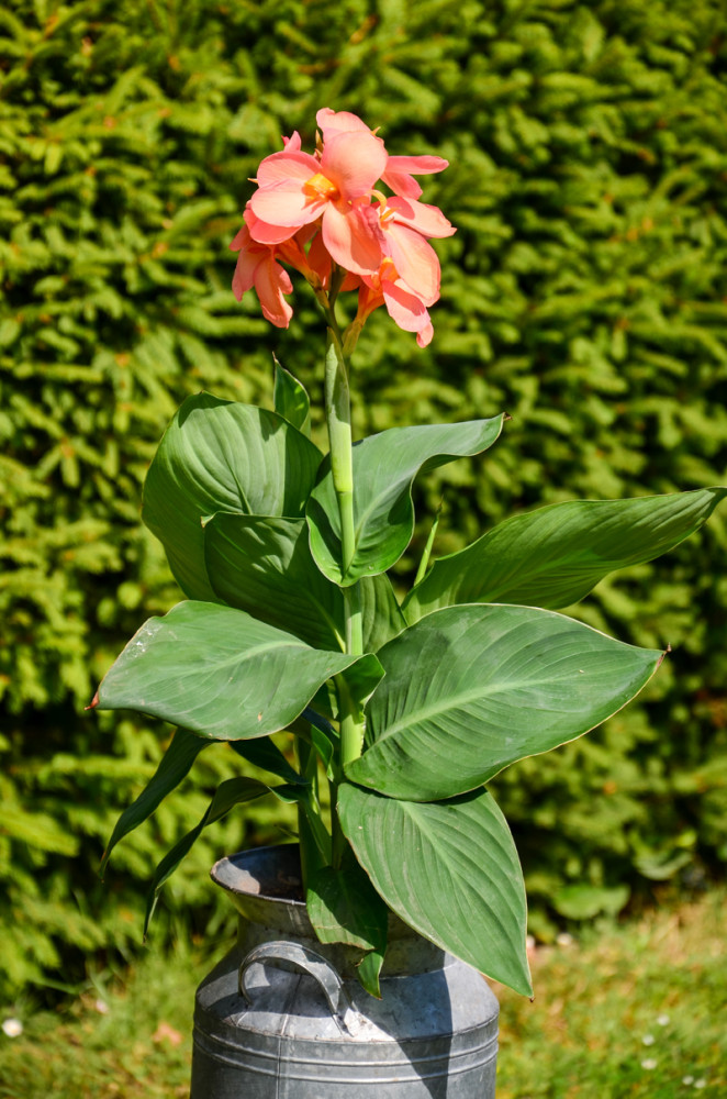 Canna
wenn sie im Beet erblühen entfachen sie dort zugleich auch ein wahres Feuerwerk. Mit einer Höhe, die abhängig von der Sorte ca. 60 cm - 250 cm betragen kann, zählt die Canna zur Gruppe der Prachtstauden. Ihre gemusterten u. an Bananenstauden erinnernden Blätter sind ein echter Blickfang. (poetschke)
Schlüsselwörter: 2025