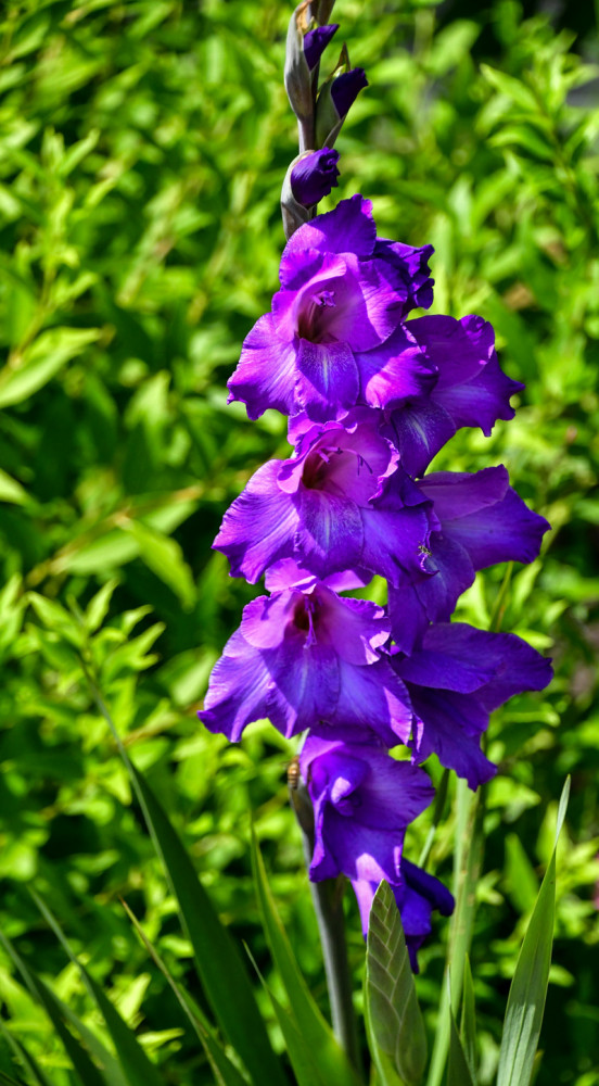 Ein Traum in vielen Farben
Gladiolen, auch unter dem Namen Schwertblume bekannt, stammen ursprünglich aus trockenen u. heißen Regionen in Südeuropa, Afrika u. Asien. Hierzulande findet man meist Hybride. (ndr)
Schlüsselwörter: 2025