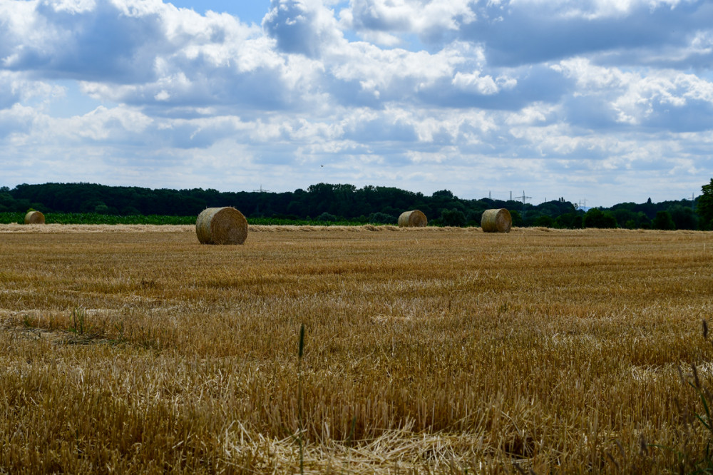 Strohräder
auf einem sommerlichen landwirtschaftlichen Feld.
Das Stroh verschiedener Getreidearten, im wesentlichen Weizen, Roggen, Gerste u. Triticale fällt als Koppelprodukt bei der Nutzung des Getreides zur Ernährung u. Stärkegewinnung an. (wikipedia)
Schlüsselwörter: 2025