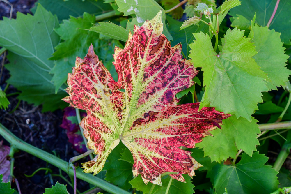 Weinrebenblätter
oder Weinlaub werden die Laubblätter der Edlen Weinrebe genannt. Für rotes Weinlaub ist nur die Gruppe der Polyphenole von Bedeutung. (wikipedia)
Schlüsselwörter: 2026