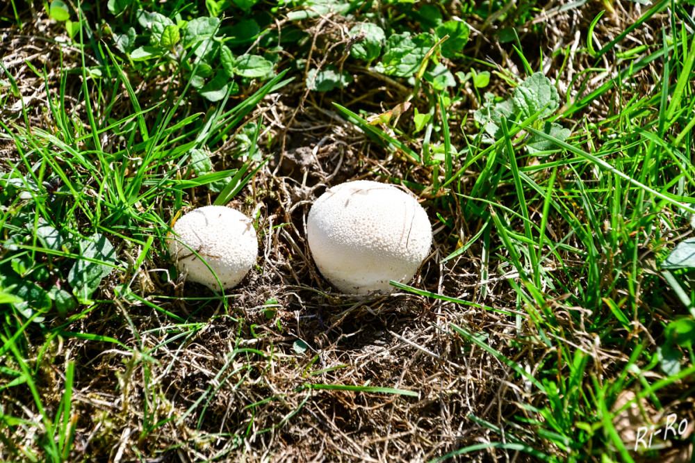 Bovist
der Name ist vom frühneuhochdeutschen Wort vohenfist (aus vohe Füchsin u. vist Bauchwind, oder Fuchsfurz) abgeleitet, aber bald nicht mehr verstanden worden u. zu Bovist latinisiert. Der ursprüngliche Name nimmt Bezug auf das charakteristische Geräusch beim Entweichen des Sporenpulvers (früher auch Rattenvist genannt, der Name der Gattung Lycoperdon bedeutet ebenfalls Wolfsfurz. (wikipedia)


Schlüsselwörter: 2026