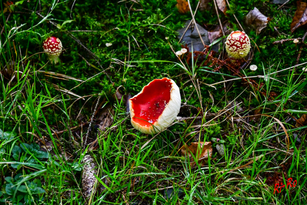 Fliegenpilz
Hut bis 18 Zentimeter breit, leuchtendrot mit weißen Tupfen, die bei Regen fehlen.
Jung ist er kugelig oder halbkugelig geschlossen, später konvex und schließlich flach bis scheibenförmig mit leicht herabgebogenem, gerieftem Rand. (wikipedia)

Schlüsselwörter: 2026