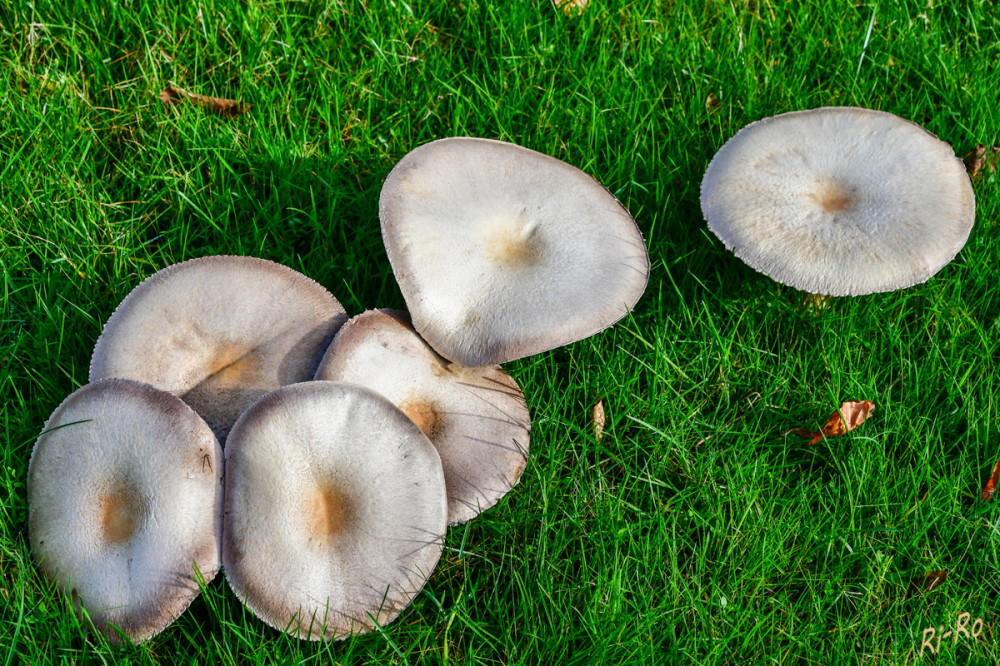 Ungewöhnliche Form
Pilzgruppe auf der Wiese
Schlüsselwörter: 2025