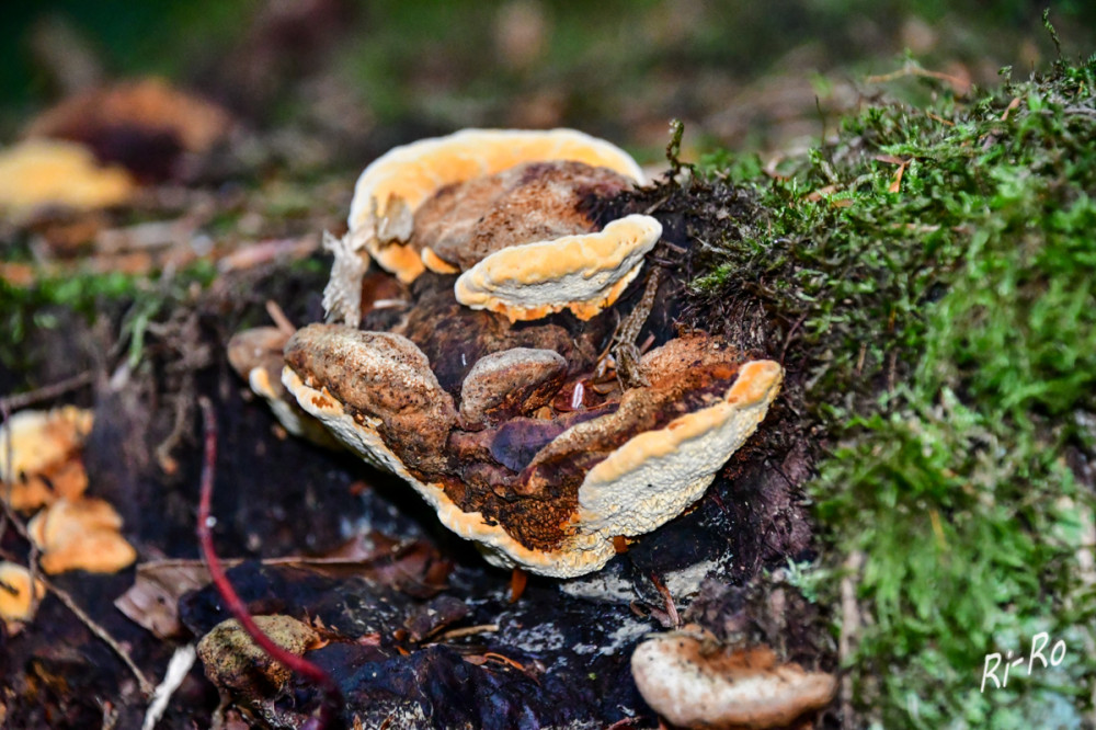 Schmetterlingstrameten
Zwischen Hutfilz (Huthaut) u. Fleisch ist meist eine dunkle Schicht, die sogenannte Cortexschicht. Dieses ist das Hauptmerkmal zur Unterscheidung bei Schmetterlingstrameten, da diese farblich sehr variabel im Aussehen zu anderen Trameten sein können. Jedoch kann diese Schicht ausnahmsweise fehlen u. es sind dennoch Schmetterlingstrameten. (123pilzsuche)
Schlüsselwörter: 2026