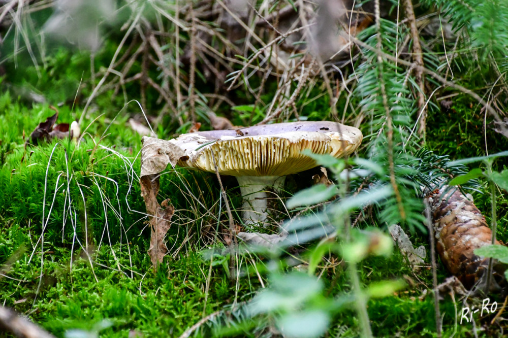 Waldpilz
Der Herbst kündigt sich an.
Schlüsselwörter: 2026