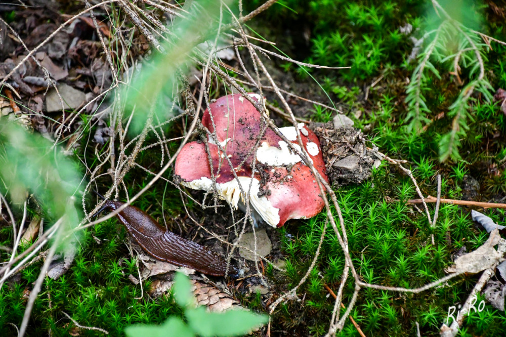 Amethysttäubling
dieser Schnecke hat es offensichtlich gut gemundet. (123pilzsuche)
Schlüsselwörter: 2026