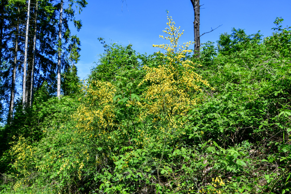 Blick vom Wanderweg
Schlüsselwörter: 2026