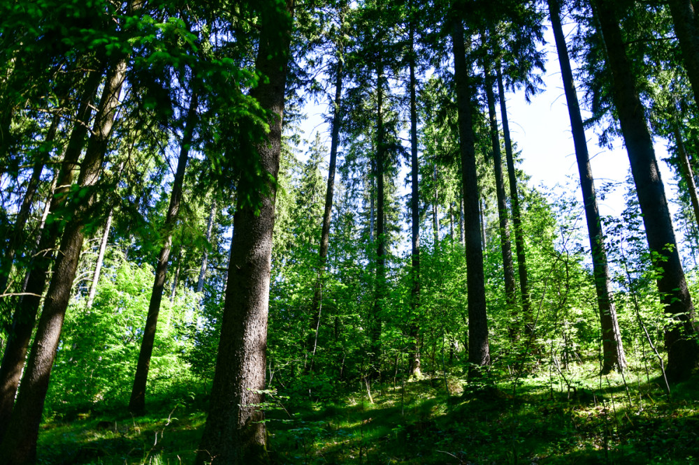Sauerland im Wald
Schlüsselwörter: 2026