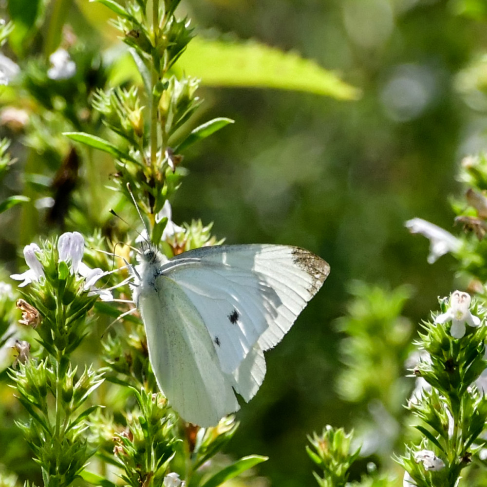 Besuch am Bohnenkraut
Die Blüten von Bohnenkraut sind für Schmetterlinge ein Nahrungsangebot u. die Pflanze selbst zieht Schmetterlinge an, die dann als Bestäuber fungieren. (Kräuterbuch)
Schlüsselwörter: 2026