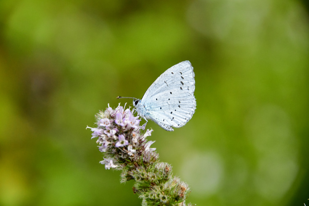 An der Minzblüte
Sehr kleiner (unbekannter) Schmetterling, der seine Flügel nur Sekundenweise öffnet. Die Flügeldecken sind hellblau. 
Schlüsselwörter: 2026