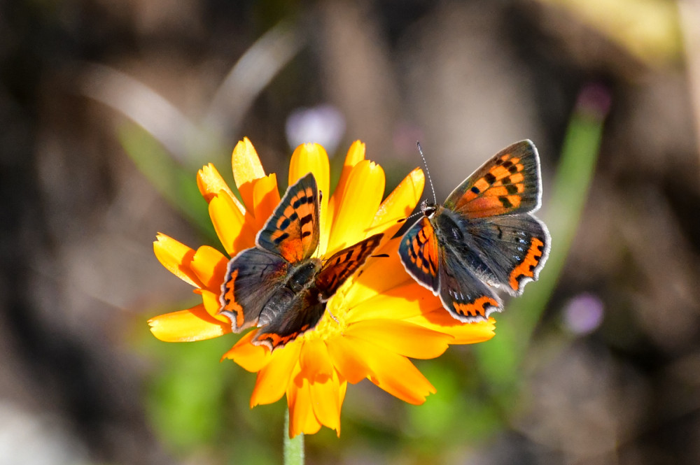 Feuervogel
er ist ein kleiner, auffallend leuchtend orangerot u. schwarz gefärbter Tagfalter aus der Familie der Bläulinge. Vorderflügel: Leuchtend orangerot mit einem breiten, dunkelbraunen Rand u. schwarzen Flecken. Hinterflügel: Dunkelbraun mit einer orangefarbenen Binde am äußeren Rand. (Bund für Umwelt)
Schlüsselwörter: 2026