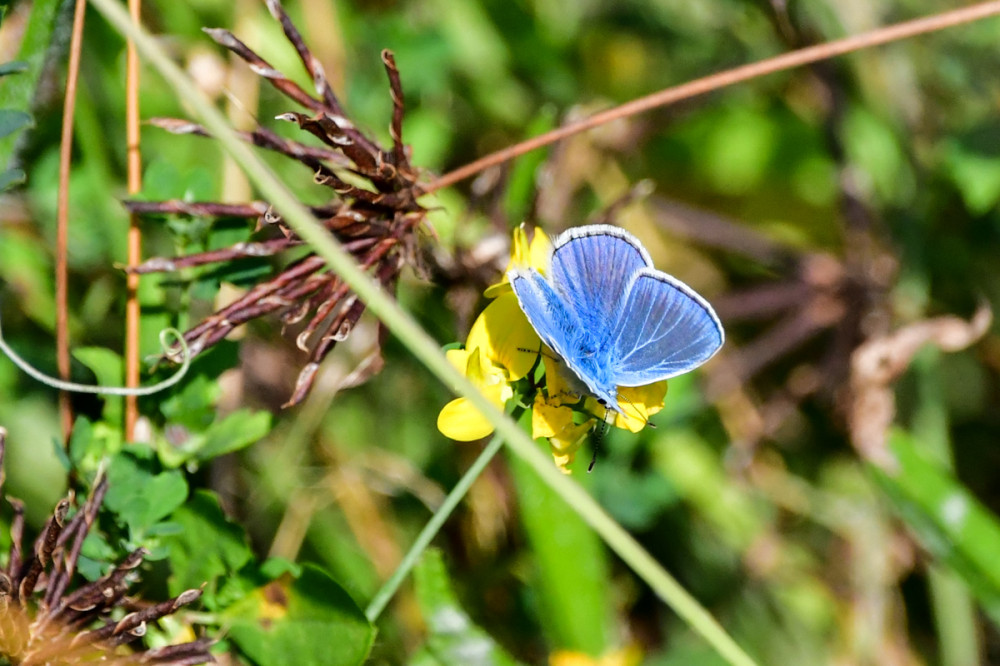 Himmelblauer Bläuling
die blaue Flügeloberseite der Männchen hat eine feine, schwarze Randlinie u. weiße Fransen an den Außenkanten, die braune Flecken in Höhe der Flügeladern haben. Die Hinterflügel haben kleine dunkle Randpunkte. (deutschlands-natur)
Schlüsselwörter: 2026