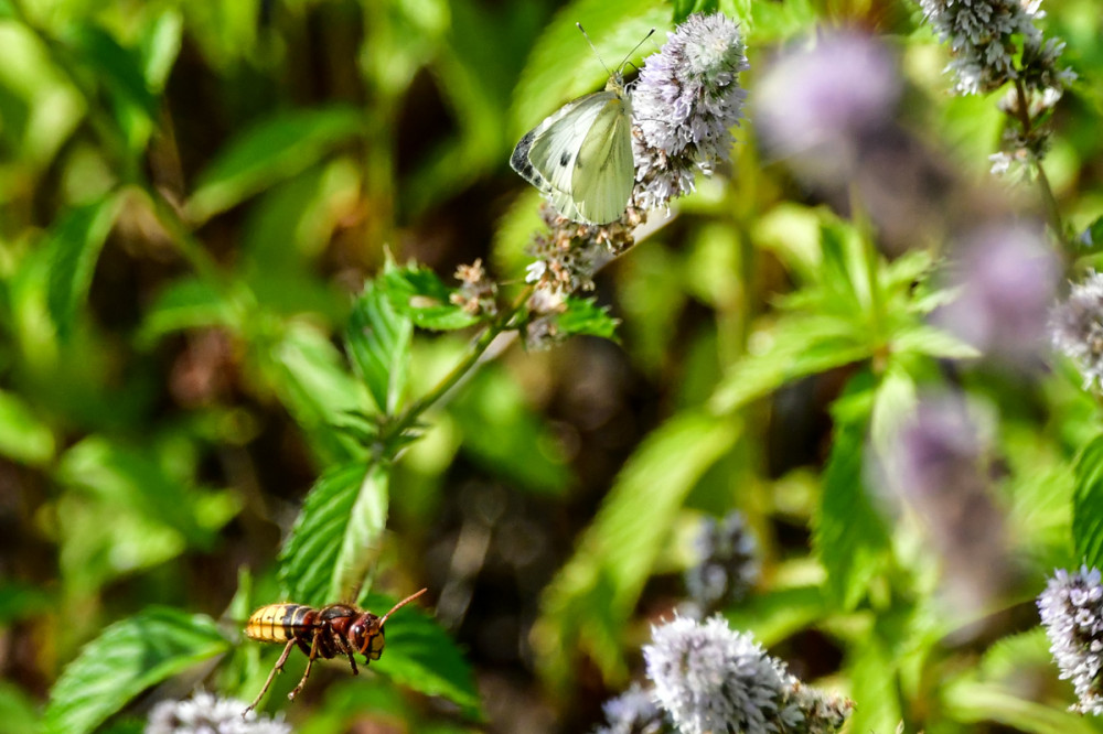 Jäger und Beute
Der Schmetterling ist für die Hornisse eine natürliche Nahrungsquelle, während die Schmetterlinge versuchen, den Hornissen aus dem Weg zu gehen (nabu)
Schlüsselwörter: 2026