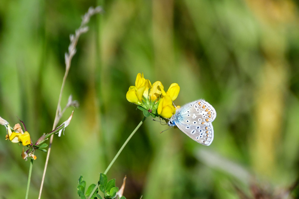 Ruheposition
hier sind die Flügel zusammen geklappt u. werden selten geöffnet. Der Himmelblaue Bläuling fliegt in zwei Generationen von Mitte Mai bis Juni u. Ende Juli bis Mitte September. Auf der Unterseite tragen viele Arten ein Muster aus dunklen, zum Teil hell umrandeten Flecken. (wikipedia)
Schlüsselwörter: 2026