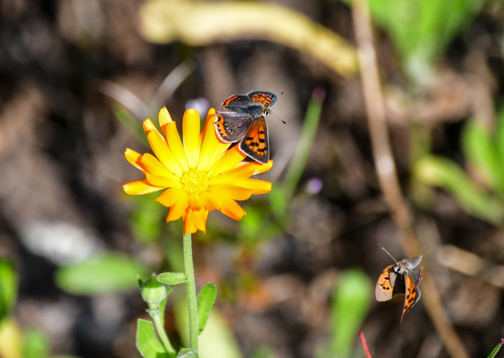 Feuervögel und die gelbe Blüte
Die Ringelblume ist eine wertvolle Pflanze für die Gartenlandschaft u. ein wichtiger Lebensraum für Schmetterlinge. Sie bietet Schmetterlingen eine Nahrungsquelle u. unterstützt die Biodiversität. (mdr-garten)
Schlüsselwörter: 2026