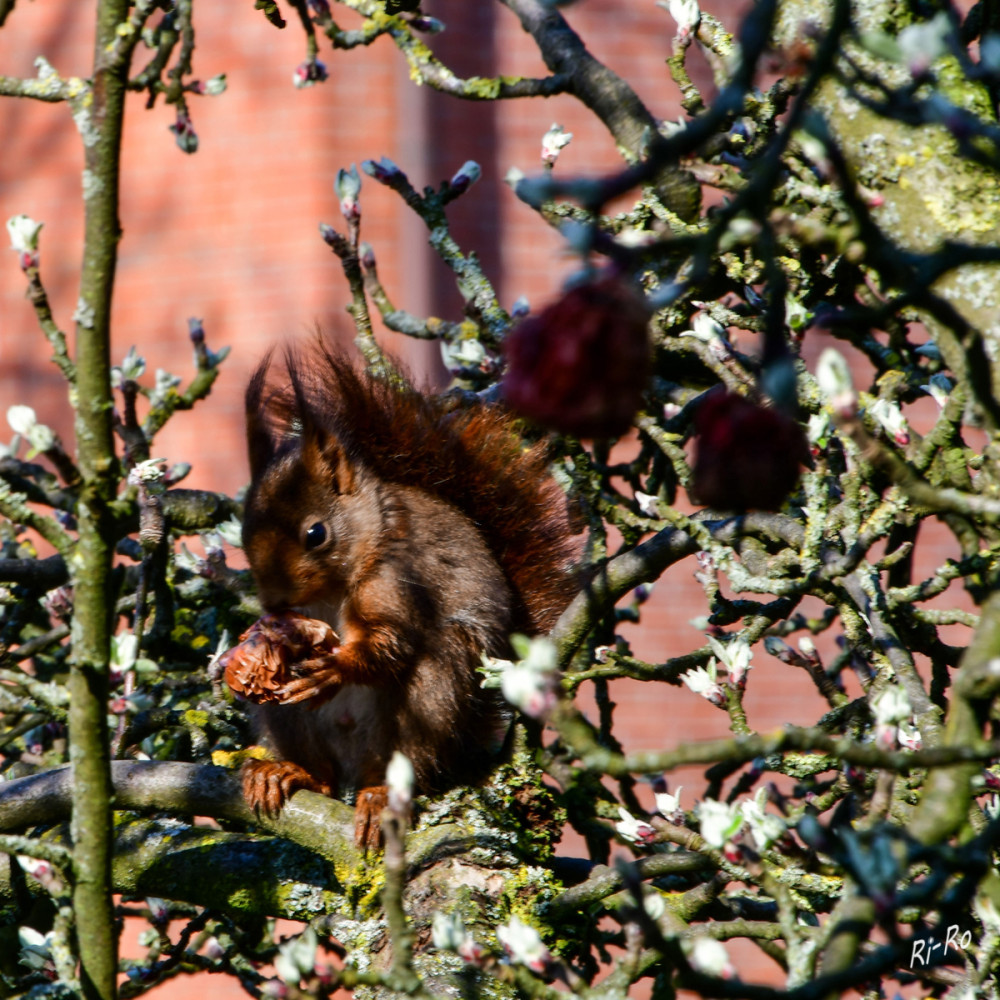 Mahlzeit
Im Frühling sind Eichhörnchen von Sonnenaufgang bis zum frühen Vormittag aktiv, ruhen nachmittags u. werden vor Sonnenuntergang nochmals aktiv. (lbv)
Schlüsselwörter: 2026