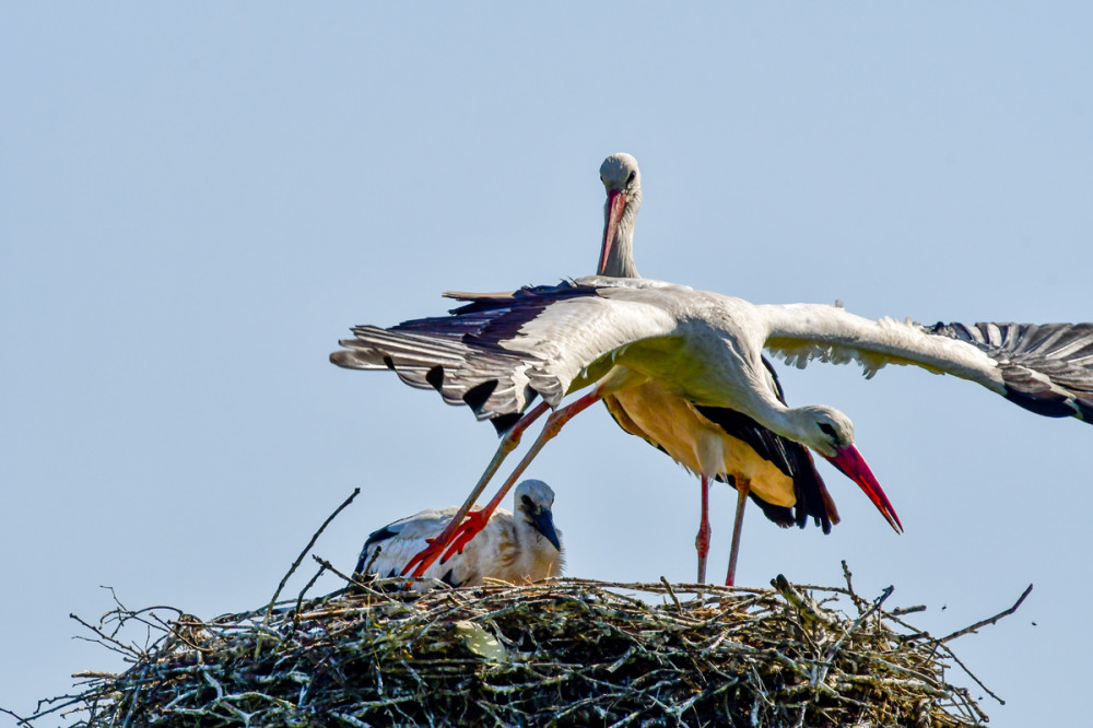 Start zur Nahrungssuche
In der Zeit der Aufzucht wechseln sich die Eltern regelmäßig mit der Bewachung der Jungstörche u. der Nahrungssuche ab. Ein Altstorch bleibt am Horst, der Partner fliegt zur Nahrungssuche in das umliegende Revier. (stoerche.de)
Schlüsselwörter: 2026