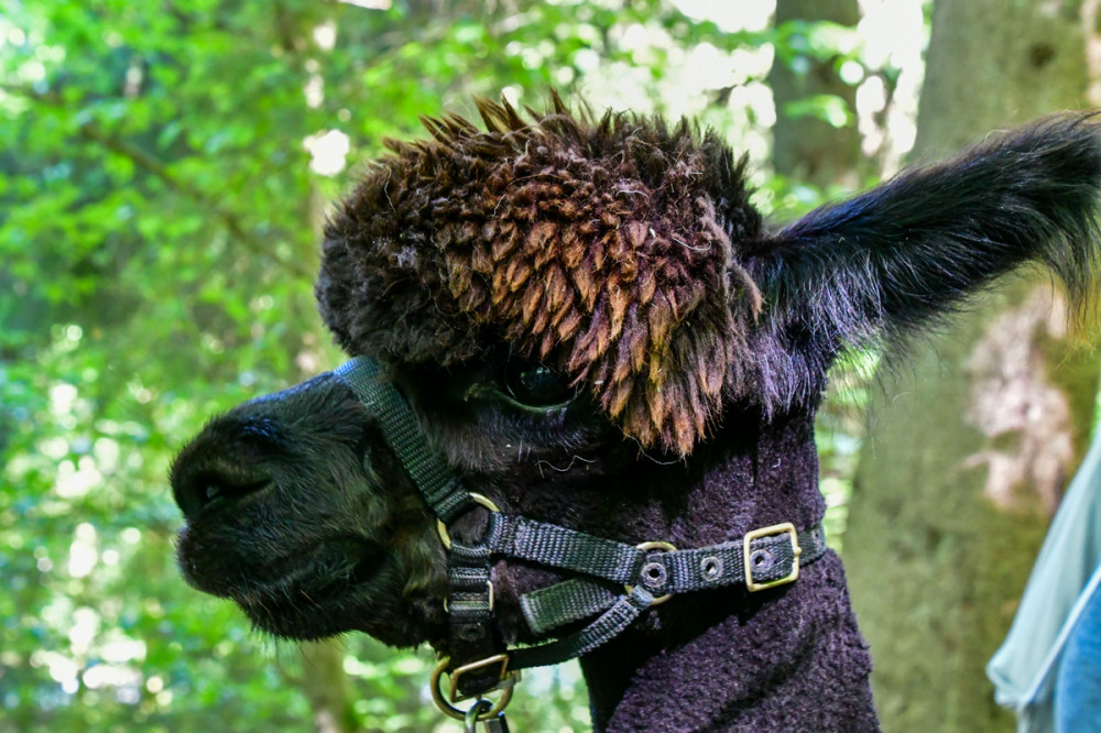Alpaka
sie sind wie alle Kamele soziale Tiere (Herdentiere) u. fühlen sich in Gruppen am wohlsten. Sie sind Pflanzenfresser u. ernähren sich fast ausschließlich von Gräsern. Die Fellfarben der Tiere reichen von Reinweiß über Beige zu allen Braun- u. Rotbrauntönen bis hin zu Grauabstufungen u. Tiefschwarz. Es gibt außerdem mehrfarbige, gescheckte Tiere in vielen Variationen. (.wikipedia)
Schlüsselwörter: 2026