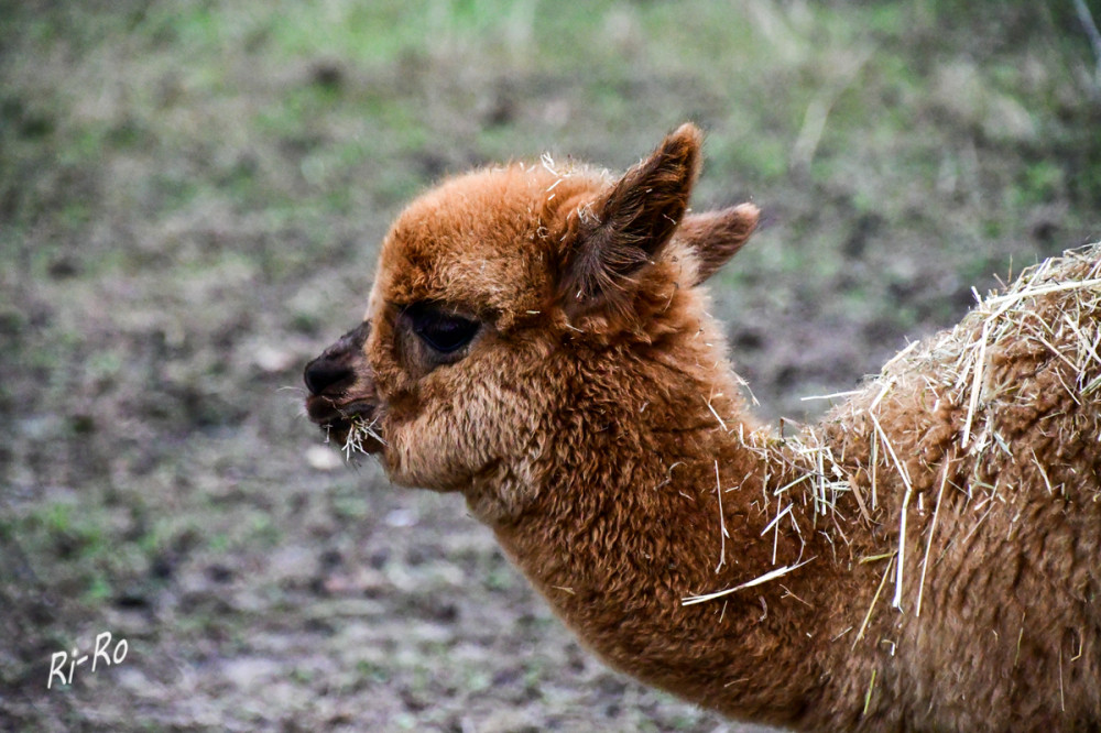 Schöne Augen
Alpakas faszinieren mit ihrem sanften Wesen, ihren großen Augen u. ihrer unglaublich weichen Wolle. Sie sind sehr soziale Tiere u. leben nie allein. Können Menschen erkennen u. sich Gesichter merken. (alpaka-fakten-wissen)
Schlüsselwörter: 2026