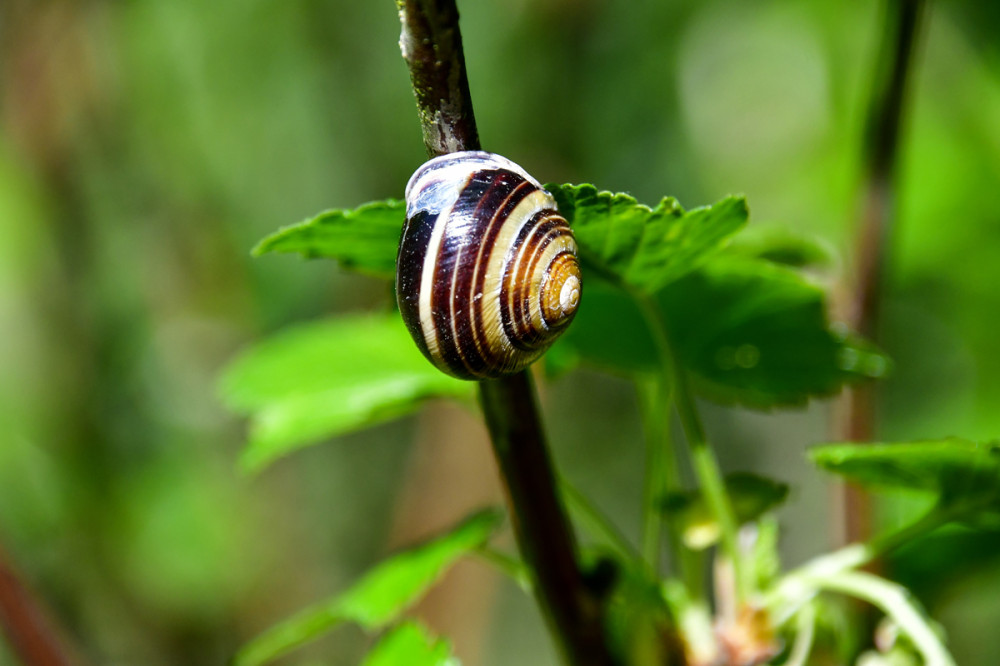 Schnecke ist nicht gleich Schnecke
Diese Häuschen tragenden Tiere richten in der Regel keinen Schaden in unseren Beeten an.
Bänderschnecken ernähren sich zum größten Teil von weichen, welken Pflanzenteilen, Moosen u. Algen-Bewüchsen. (mdr)

Schlüsselwörter: 2026